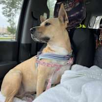 Thumbnail photo of C52-22 Eeyore #4