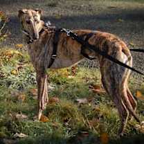 Thumbnail photo of Orla #2