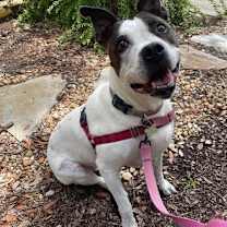 Thumbnail photo of 167821 Aubrie (Hospice - Off Site Foster) #3