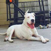 Thumbnail photo of Bruno #2