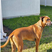 Thumbnail photo of Oswald #2