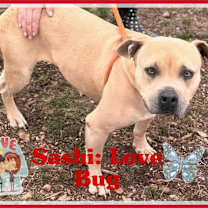 Thumbnail photo of SASHI #2