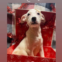 Thumbnail photo of Kirby #4