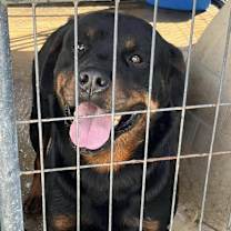 Thumbnail photo of RAZOR #2