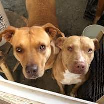 Thumbnail photo of Lola #4