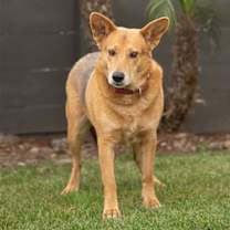 Thumbnail photo of Tirena #1