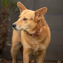 Thumbnail photo of Tirena #2