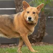 Thumbnail photo of Tirena #4