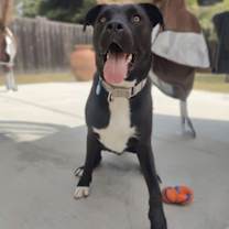 Thumbnail photo of Thumper #1