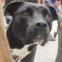 Thumbnail photo of Thumper #2