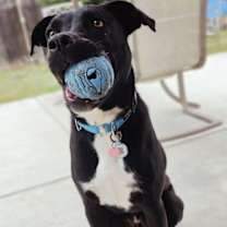 Thumbnail photo of Thumper #3