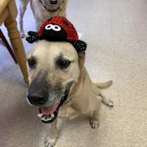 Thumbnail photo of Prince Romeo #3