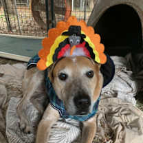 Thumbnail photo of Rocky #4