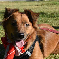 Thumbnail photo of Lorenza #1