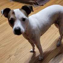 Thumbnail photo of Sammy in Davenport #2