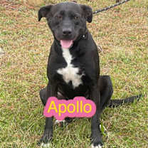 Thumbnail photo of Apollo #1