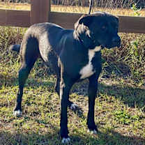 Thumbnail photo of Apollo #2