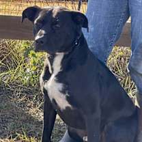 Thumbnail photo of Apollo #3