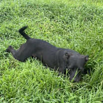 Thumbnail photo of Apollo #4