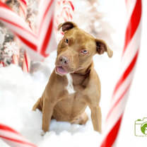 Thumbnail photo of Diamond #1