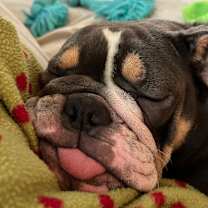 Thumbnail photo of Grey #2