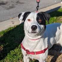 Thumbnail photo of Gracie #1