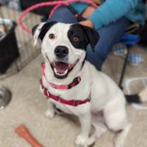 Thumbnail photo of Gracie #2