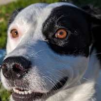 Thumbnail photo of Gracie #3