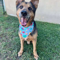 Thumbnail photo of Thor #2