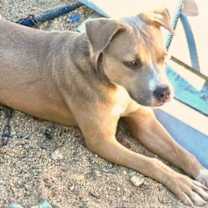 Thumbnail photo of Sandra Dee "Sandy" #2