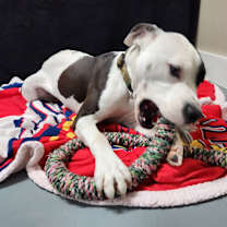 Thumbnail photo of Gage #3