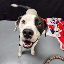 Thumbnail photo of Gage #4