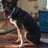 Thumbnail photo of Lila #1