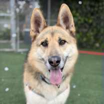 Thumbnail photo of Indy #1