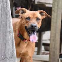 Thumbnail photo of Dixie (Trinity) #1