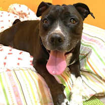 Thumbnail photo of Midnight #4
