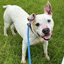 Thumbnail photo of Mistletoe #4