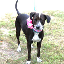 Thumbnail photo of Plexie #1