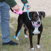 Thumbnail photo of Plexie #2