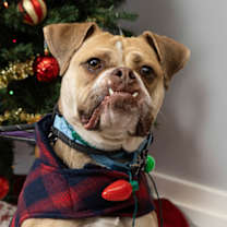 Thumbnail photo of Isis #1