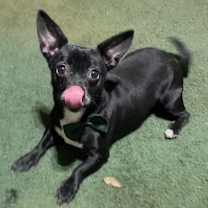 Thumbnail photo of Silly #4