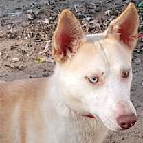 Thumbnail photo of Pako #2