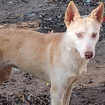 Thumbnail photo of Pako #3