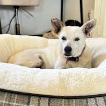 adopt-pet