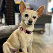 Thumbnail photo of Snowflake #1