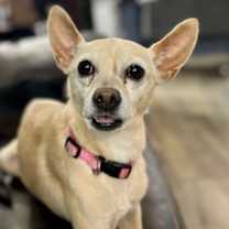 Thumbnail photo of Snowflake #2