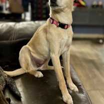 Thumbnail photo of Snowflake #3