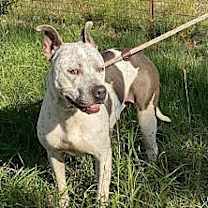 Thumbnail photo of Oreo #4