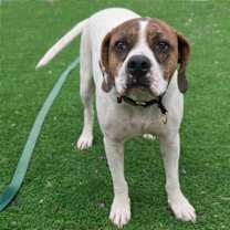 adopt-pet