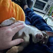 Thumbnail photo of Coco Bean- sanctuary #2